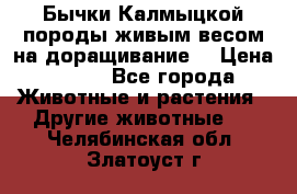 Бычки Калмыцкой породы живым весом на доращивание. › Цена ­ 135 - Все города Животные и растения » Другие животные   . Челябинская обл.,Златоуст г.